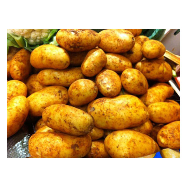 CYPRUS POTATO - 500G