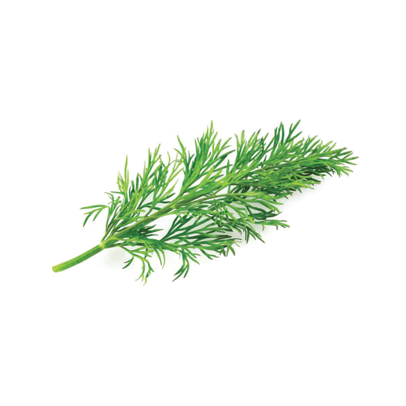 Dill 2pcs in Offerill