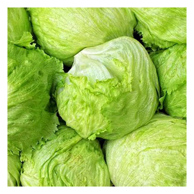 Iceberg lettuce