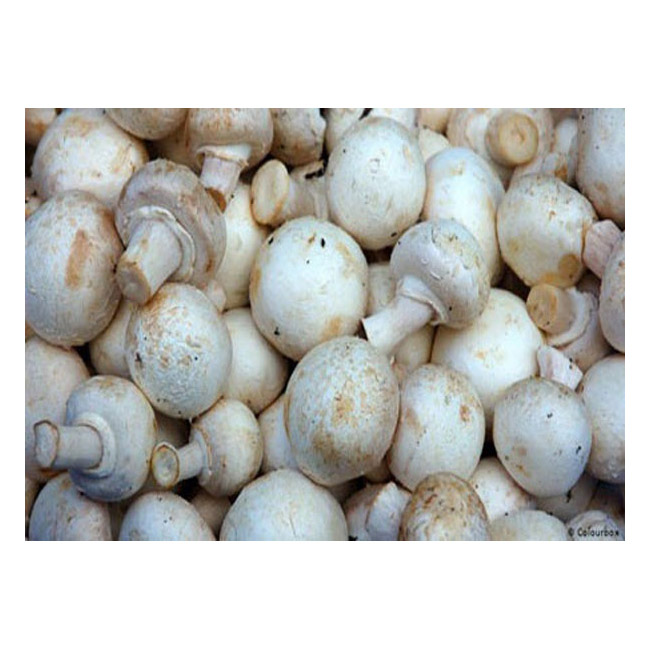 Fresh Mushroom 500G