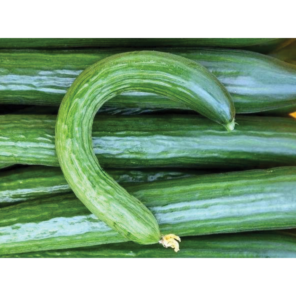 Turkish Cucumber (500g)